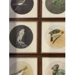 Collection of bird paintings on silk