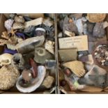 Two boxes of fossils and natural history specimens