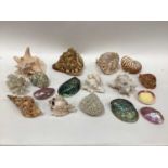 Collection of exotic sea shells