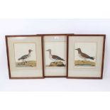 Set of three 18th century ornithological hand coloured prints