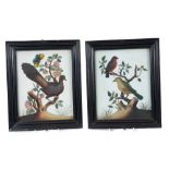Attributed to Samuel Dixon - pair of 18th century embossed watercolour bird pictures