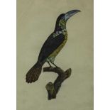 Set of five 19th century hand coloured engravings - Exotic Birds, 46cm x 32cm, in gilt and ebonised