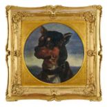 English School 19th Century, oil on board, Manchester terrier in circular gilt frame. 36cm diamete