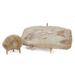 Good large fossil fish together with an ammonite