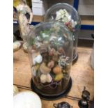 Two antique glass domes on wooden bases, with fruit and flower displays inside