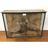 Pair of Partridges within naturalistic setting in glazed case, 3cm x 53cm