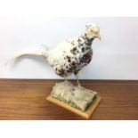 White Pheasant on naturalistic base, bearing stamp on underside for Mike Gadd, Wetherby, 42cm high