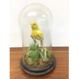 Edwardian Yellow Canary on perch within naturalistic setting under glass dome, 26cm high