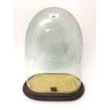 Victorian glass dome on ebonized plinth bearing label for W. N. Carter, Colchester, 42cm high