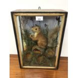 Victorian Red Squirrel within naturalistic setting in glazed case