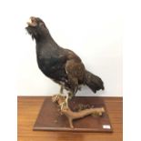 Capercaillie perched on a branch on wooden base, bearing stamp on underside for "Animalia" taxidermi