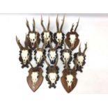 Collection of twelve deer skulls and antlers, some on carved Black Forest style mounts