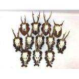 Collection of twelve deer skulls and antlers, some on carved Black Forest style mounts
