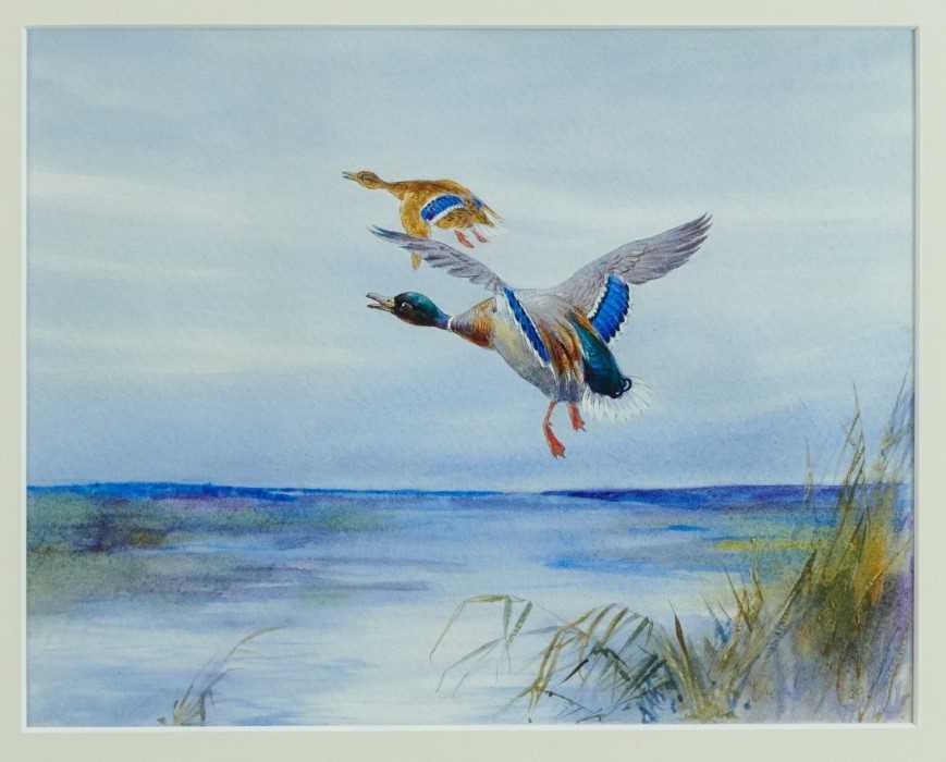 *William E. Powell (1878 - 1955), three watercolours - Mallards, each signed, 22cm x 28cm and 20cm x - Image 6 of 7