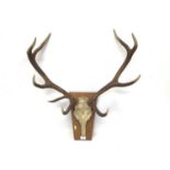Red deer skulls and antlers on wooden wall mount, 90cm high x 80cm wide