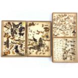 Two wooden cases containing butterflies, moths, dragonflies and other insects