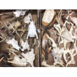 Collection of deer skulls, antlers, teeth and mounts