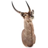 Waterbuck head and shoulders mount, for wall hanging display