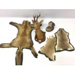 Roe deer on shield shaped mount, woodcock on naturalistic base and three pelts