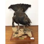 Male Black Grouse perched on a branch on wooden base, bearing plaque dated 1980, 36cm high