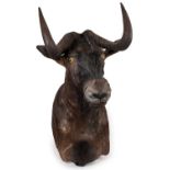Water Buffalo head and shoulders mount, for wall hanging display