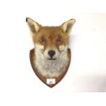 Fox mask mounted on wooden shield plaque, 27cm x 21cm