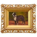 English School 19th Century, oil on board - A French bulldog, 18cm x 25cm in gilt Florentine frame