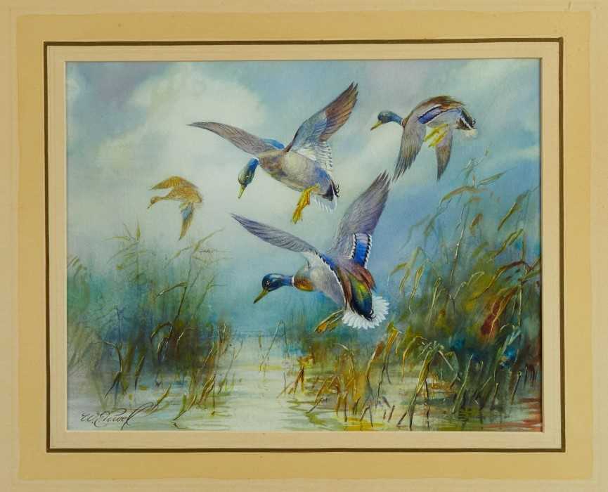 *William E. Powell (1878 - 1955), three watercolours - Mallards, each signed, 22cm x 28cm and 20cm x