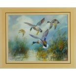 *William E. Powell (1878 - 1955), three watercolours - Mallards, each signed, 22cm x 28cm and 20cm x