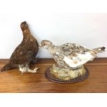 Ptarmigan on naturalistic base, 23cm high, together with a Red Grouse (2)