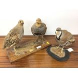 Pair of English Partidges mounted on wooden base with plaque dated 1981, 24cm high, together with a