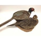 Cock and Hen Pheasant on naturalistic wooden base, together with two other cocks and one hen