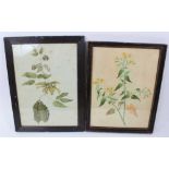 Two late 18th / early 19th century botanical watercolours