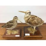 Woodcock on square wooden base, 21cm high, together with a Snipe on rectangular wooden base, 18cm hi