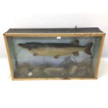 Early 20th century preserved Pike within naturalistic setting in glazed case