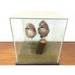 Pair of Jays on wooden perch in glazed case, 37cm x 33cm