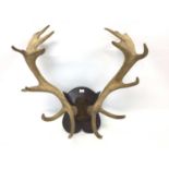 Pair of Stag antlers on shield shaped wooden wall mount, 71cm high x 83cm wide