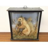 Victorian Red Squirrel holding a nut within naturalistic setting in glazed case, bearing label verso