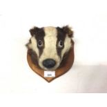 Badger mask mounted on wooden shield plaque, 20.5cm x 17.5cm