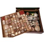 Victorian collection of sea shells