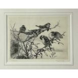 Winifred Marie Louise Austen (Exh: 1899-1940) signed etching - 'Tree Sparrows', 23.5cm x 31cm, in gl