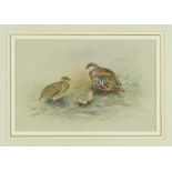 *George Edward Lodge (1860-1954) watercolour - Partridges, signed, in glazed gilt frame