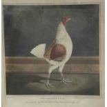 After James Pollard, pair of 19th century hand engravings of Fighting Cocks, 'The Cheshire Pile' and