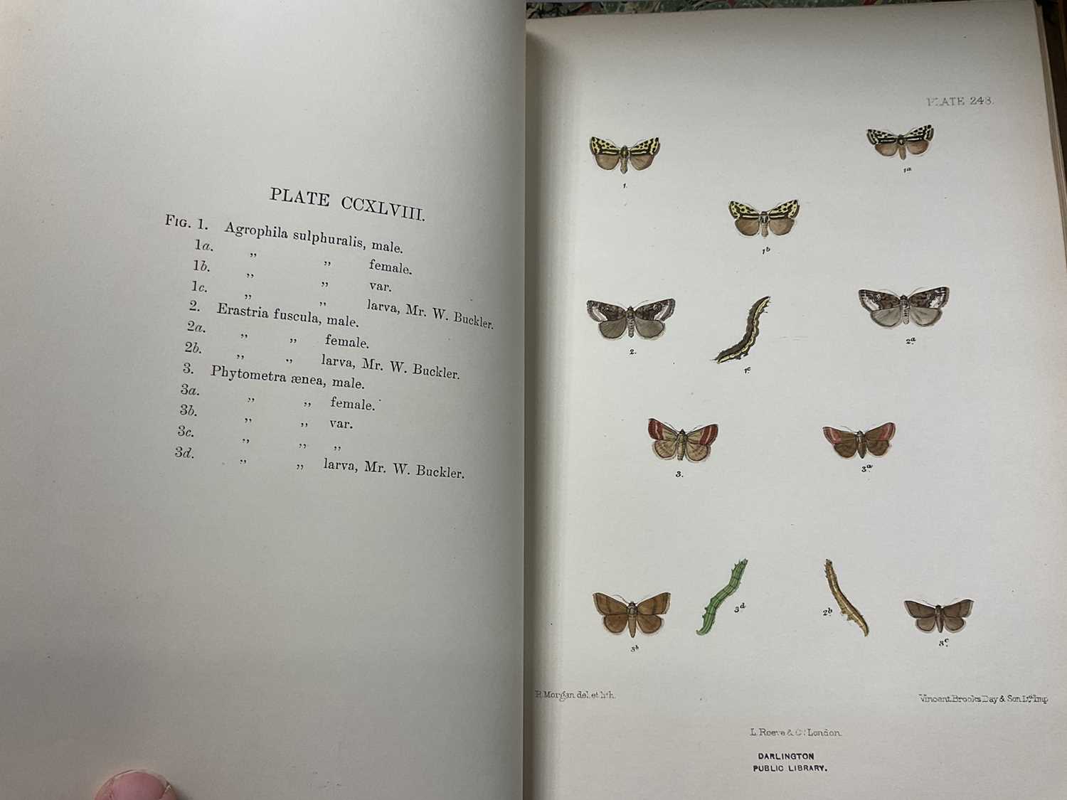 Charles G Barrett - The Lepidoptera of the British Islands, 1893 - 1907, L Reeve and Co, 11 Vols, ea - Image 13 of 15