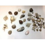 Collection of mixed shells