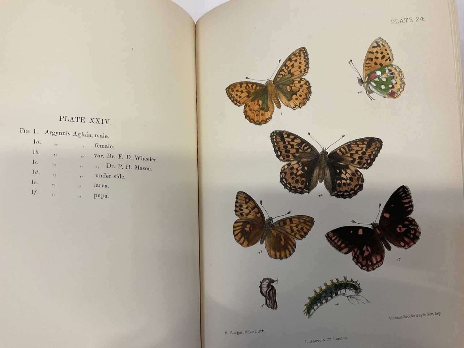 Charles G Barrett - The Lepidoptera of the British Islands, 1893 - 1907, L Reeve and Co, 11 Vols, ea - Image 4 of 15