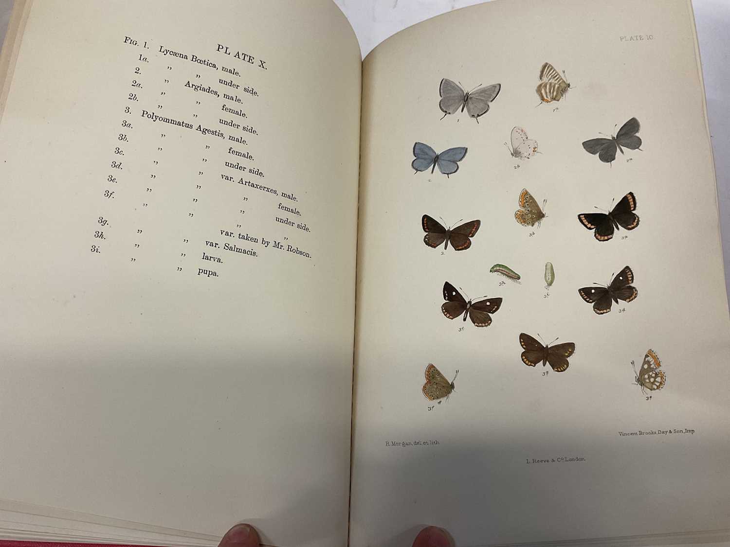 Charles G Barrett - The Lepidoptera of the British Islands, 1893 - 1907, L Reeve and Co, 11 Vols, ea - Image 3 of 15