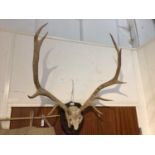 11 point stag antlers trophy