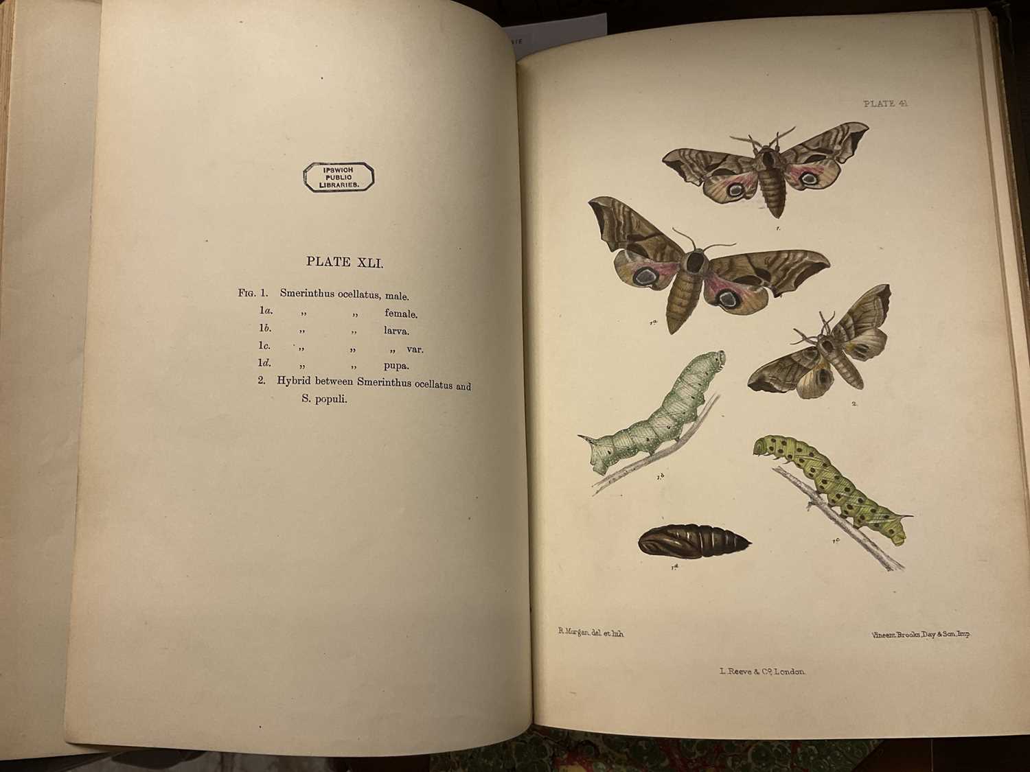 Charles G Barrett - The Lepidoptera of the British Islands, 1893 - 1907, L Reeve and Co, 11 Vols, ea - Image 8 of 15