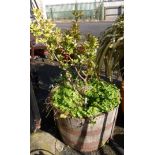 Two half barrel wooden planters - planted with shrubs and flowers - various condition